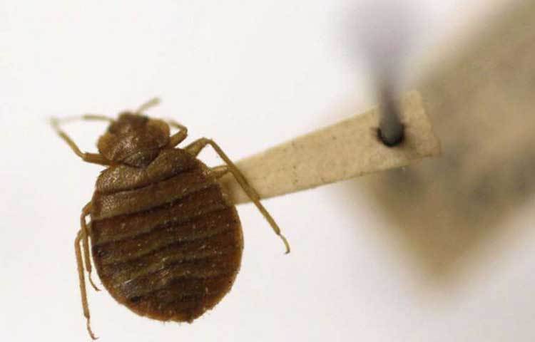 ছারপোকা তাড়াতে মাঝে মধ্যে আসবাবপত্রে কেরোসিনের প্রলেপ দিন। এতে ছারপোকা সহজেই পালাবে।