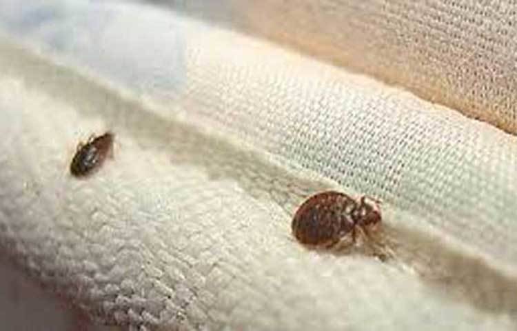 ছারপোকা তাড়াতে ন্যাপথলিন খুবই কার্যকারী। পোকাটি তাড়াতে অন্তত মাসে দু’বার ন্যাপথলিন গুঁড়ো করে বিছানাসহ উপদ্রবপ্রবণ স্থানে ছিটিয়ে দিয়ে রাখুন। ঘরে ছারপোকা হবে না।