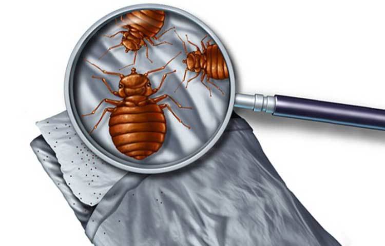 ছারপোকা তাড়াতে অ্যালকোহল ব্যবহার করতে পারেন। ছারপোকাপ্রবণ জায়গায় সামান্য অ্যালকোহল স্প্রে করে করলে ছারপোকা মরে যাবে।