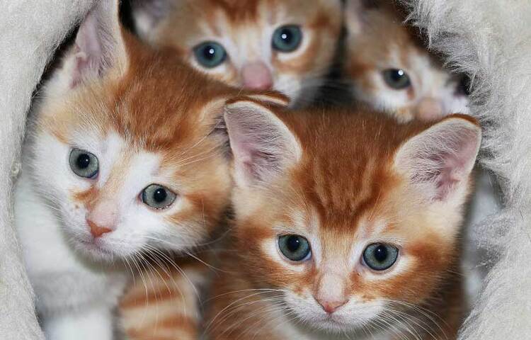 অনেক আগেই বিড়ালের মিলেছিল পরজীবী জীবাণুর খোঁজ। কিন্তু সাম্প্রতিককালের সমীক্ষা সেই পরজীবী জীবাণুতে আক্রান্ত হওয়ার পরিসংখ্যান দেখে ভয় পাচ্ছেন অনেকে। এই জীবাণু থেকে হচ্ছে মানুষ সিজোফ্রেনিয়া ও বাইপোলার ডিসঅর্ডারের মতো রোগ। বেশির ভাগ বিড়ালের শরীরেই থাকতে পারে এই জীবাণু। ছবি: সংগৃহীত