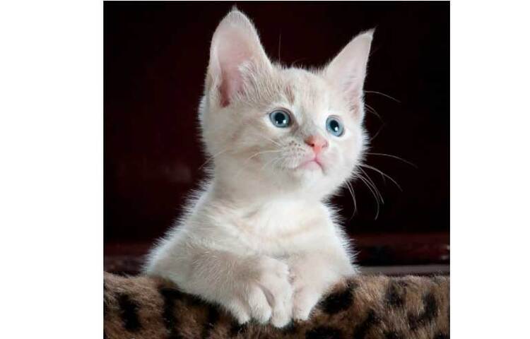 এক গবেষণায় জানা গেছে, পোষা বিড়াল থেকে আক্রান্ত হয়েছে শিশু-কিশোররা। যুক্তরাষ্ট্রের স্ট্যানলি মেডিক্যাল রিসার্চ ইনস্টিটিউটের গবেষকেরা বিড়াল পোষার সঙ্গে সিজোফ্রেনিয়ার যোগসূত্র নিয়ে বেশ কিছু পর্যালোচনা করার পর যে তথ্য আলোচনায় এসেছে, তাতে উল্লেখ রয়েছে, শৈশবে বিড়াল পোষার অভ্যাস ছিল এমন ছেলে-মেয়েদের মধ্যে পরবর্তী জীবনে মানসিক রোগে আক্রান্তের ঝুঁকি রয়েছে। ছবি: সংগৃহীত