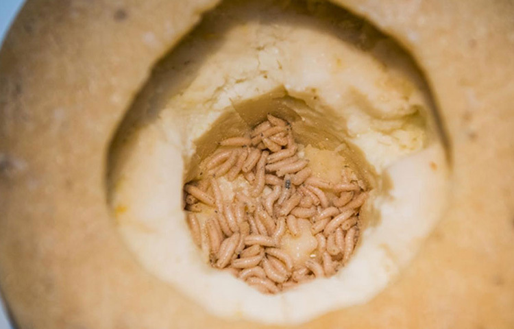 এই পনিরের মধ্যে ছোট ছোট সাদা রঙের ম্যাগট ঘোরাফেরা করে। পোকাগুলো জ্যান্ত থাকা অবস্থাতেই খেতে হয় এই পনির। কোনো পনিরে থাকা ম্যাগট বা পোকা মরে গেলে সেটি আর খাওয়া হয় না। ছবি: সংগৃহীত