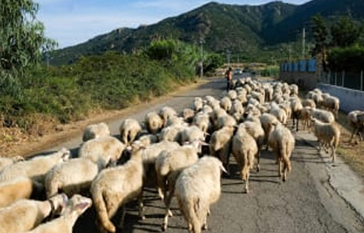 সাধারণ সন্ধান প্রক্রিয়ায় দুধ থেকে পনির তৈরি না করে ভেড়ার দুধ থেকে তৈরি পেকোরিনো পনিরকে খোলা অবস্থাতেই রেখে দেয়া হয়। উদ্দেশ্য হলো তাতে মাছি বসতে দেয়া। ছবি: সংগৃহীত