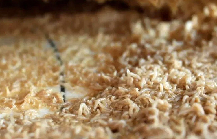 পনির ফ্লাই নামে এক বিশেষ ধরনের মাছি ওই চিজে ডিম পাড়ে। পনিরের মধ্যেই ডিম ফুটে লার্ভা বেরিয়ে আসে। তারপর পনিরের সমস্ত স্নেহজাতীয় পদার্থকে (ফ্যাট) ভেঙে ফেলতে থাকে তারা। লার্ভার শরীরের মধ্যে থাকা অ্যাসিড পনিরের স্নেহজাতীয় পদার্থকে ভেঙে ফেলে। ছবি: সংগৃহীত