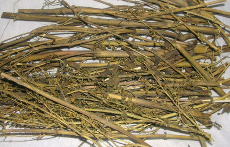 ডায়াবেটিসের রোগীদের জন্য চিরতা ভীষণ জরুরি পথ্য। চিরতার রস দ্রুত রক্তে চিনির মাত্রা কমিয়ে দেয়। উচ্চমাত্রার কোলেস্টেরল, উচ্চরক্তচাপ, অতি ওজনবিশিষ্ট ব্যক্তির জন্যও চিরতা দরকারি। ছবি: সংগৃহীত