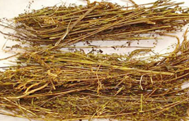 টাইফয়েড জ্বর হওয়ার পর আবারও অনেকের প্যারাটাইফয়েড জ্বর হয়। তাই টাইফয়েড জ্বরের পরে চিরতার রস খেলে যথেষ্ট উপকার পাওয়া যায়। ছবি: সংগৃহীত