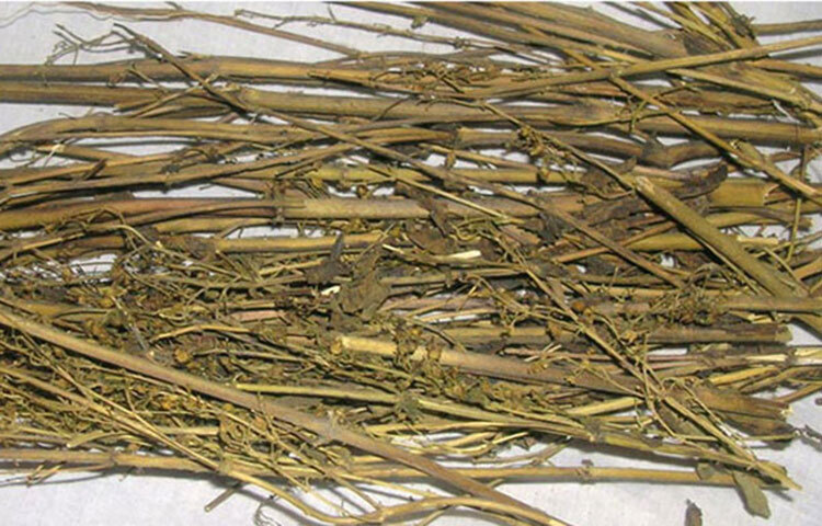 চিরতার রস কৃমিনাশক। তারুণ্য ধরে রাখতেও চিরতার গুরুত্ব অপরিসীম। শরীরের ঝিমুনিভাব, জ্বরজ্বর লাগা দূর করে চিরতার রস।