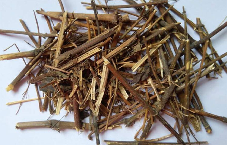 নিয়মিত তিতা বা চিরতার রস খেলে ফুড পয়জনিং হওয়ার আশঙ্কা কম থাকে। চিরতা রক্ত পরিষ্কারক হিসেবে কাজ করে। ছবি: সংগৃহীত