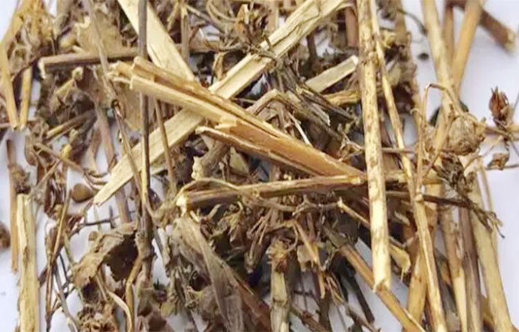 যাদের ডায়াবেটিস নেই কিন্তু রক্তে চিনির পরিমাণ সবসময় স্বাভাবিকের তুলনায় বেশি থাকে, তাদের জন্য চিরতা গুরুত্বপূর্ণ হাতিয়ার। ছবি: সংগৃহীত