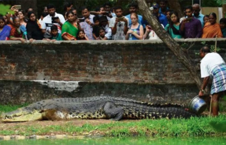 বছরে ৫০ লাখ লোক কম করে আসতেন ভারতের এই পার্কে। শিশু থেকে শুরু করে বৃদ্ধ, বৃদ্ধা, বছরভর নানা বয়সী লোকজন আসতেন কুমীরদের দেখতে। কিন্তু গত মার্চ মাস থেকে সেখানে একজনও আসেনি। ফাকা পার্ক।