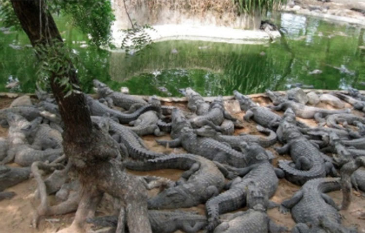 করোনার আবহে প্রবল আর্থিক টানাটানির মধ্যে পড়েছে মাদ্রাস ক্রোকোডাইল পার্ক। এখানে অবলা প্রাণীদের রোজ খাবার জোগানোর মতো টাকাও নেই কর্তৃপক্ষের কাছে।