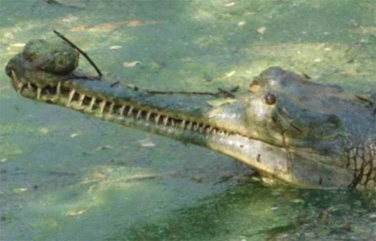 সব মিলিয়ে দুহাজার কুমীর ও ঘড়িয়াল রয়েছে সেখানে।এছাড়াও বিভিন্ন প্রজাতির সাপ ও টিকটিকি রয়েছে। এশিয়ার সব থেকে বড় কুমীর সংরক্ষণকেন্দ্র মাদ্রাস ক্রোকোডাউল পার্ক। কিন্তু করোনার এই পরিস্থিতিতে এই পার্কের অস্বিত্ব বিপন্ন।