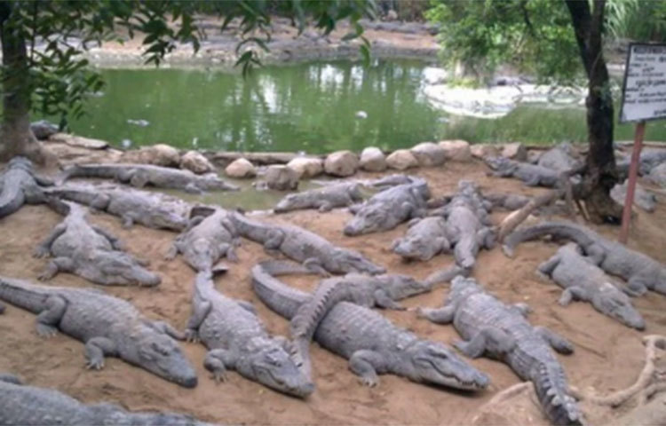 সর্প বিশেষজ্ঞ Romulus Whitake ১৯৭৬ সালে এই পার্ক তৈরি করেন। চেন্নাই থেকে ৪০ কিমি দূরে অবস্থিত এই পার্ক। পার্কের ডিরেক্টর অষষরিহ ঔবংঁফধংধহ জানিয়েছেন, এই চার মাসে ১.৪০ কোটি টাকা তাঁদের ক্ষতি হয়েছে।