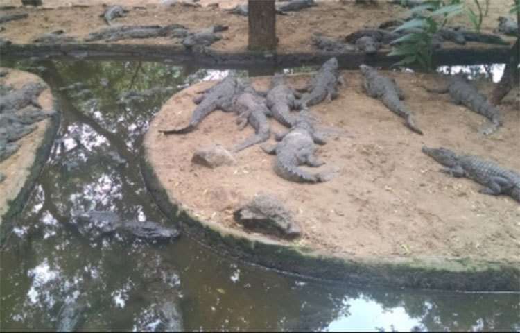 কর্তৃপক্ষের তরফে এবার সাধারণ মানুষের কাছে সাহায্যের আর্জি জানানো হয়েছে। পশুপ্রেমীরা যদি এগিয়ে আসেন তা হলে এই পার্কের অবলা প্রাণীগুলোর দুবেলা খাবার জুটতে পারে। কারণ, করোনার এই পরিস্থিতিতে অদূর ভবিষ্যতে পার্ক খোলার কোনো সম্ভাবনা দেখতে পাচ্ছে না কর্তৃপক্ষ।