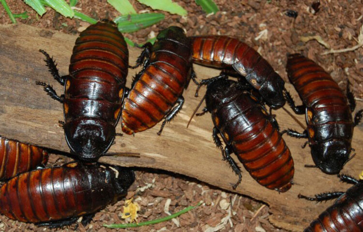 রান্নাঘর এমন একটি জায়গা যেখানে খাবার, খাবারের টুকরো, তেল, মসলা পড়ে থাকে। ফলে রান্নাঘর দ্রুত নোংরা হয়।