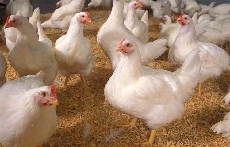 অসুস্থ পশুপাখি খাওয়া যাবে না।