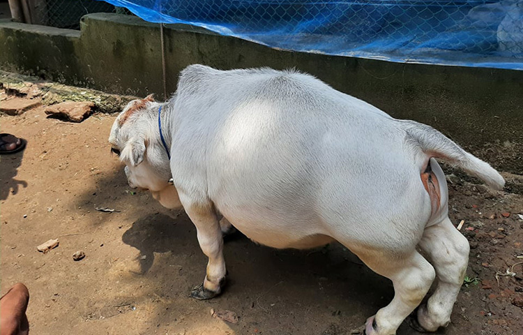 গিনেস বুক রেকর্ডে স্থান করে নেয়া ভারতের কেরালা রাজ্যের যে ছোট গরুটি রয়েছে তার চেয়েও আকার, উচ্চতা এবং ওজনে ছোট গরুটিই এটি। ছবি: আল-মামুন