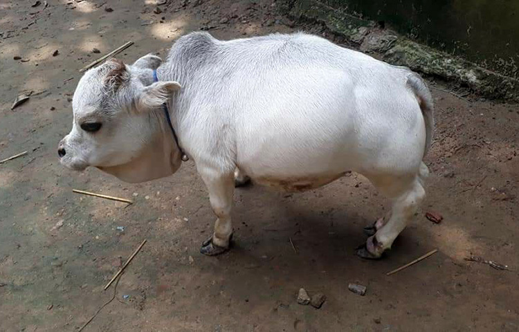 বিশ্ব রেকর্ডে গিনেস বুকে জায়গা পেতে ইতোমধ্যেই আবেদন করেছেন গরুটির মালিক শিকড় এগ্রো ইন্ডাস্ট্রিজ কর্তৃপক্ষ। ছবি: আল-মামুন