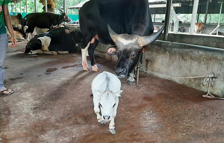 বক্সার ভুট্টি জাতের এ খর্বাকৃতির গরুটির নাম দেওয়া হয়েছে রানী। এখন রানীর ওজন ২৬ কেজি আর উচ্চতা ২০ ইঞ্চি, দুটি দাঁতও আছে। ছবি: আল-মামুন