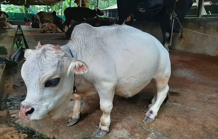কোরবানি দেয়ার উপযুক্ত হলেও রানীকে দেখে তা বোঝার উপায় নেই। গরুটির বয়স এখন ২ বছর। গিনেস বুকের সবশেষ তথ্য অনুযায়ী, এখনো পর্য বিশ্বে সবচেয়ে ছোট গরুটি রয়েছে ভারতের কেরালা রাজ্যে। ৪ বছর বয়সী ওই গরুটি উচ্চতায় ২৪ ইঞ্চি, আর ওজন ৪০ কেজি। ছবি: আল-মামুন