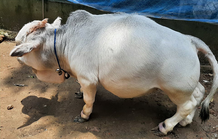 শিকড় এগ্রো ইন্ডাস্ট্রিজ লিমিটেডের ব্যবস্থাপনা পরিচালক কাজী মোহাম্মদ আবু সুফিয়ান জানান, গত ২ জুলাই আমরা গরুটির বিষয়ে গিনেস বুক অফ ওয়ার্ল্ড কর্তৃপক্ষের কাছে আবেদন করেছি। তারা আমাদেরকে একটা রিপ্লাই দিয়েছেন। তাদের কিছু নিজস্ব প্রক্রিয়া আছে তা যাচাই-বাছাই করে আগামী ৯০ দিনের মধ্যে তারা পরবর্তী কার্যক্রম শেষ করবে বলে আমাদেরকে জানিয়েছেন। ছবি: আল-মামুন