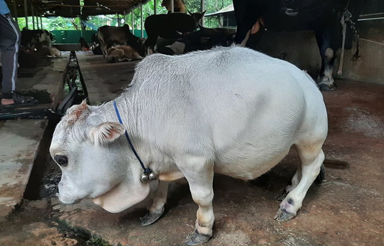 প্রাণি বিশেষজ্ঞরা বলছেন, ছোট্ট আকৃতির এ গরুটি পুরোপুরি সুস্থ। তবে উচ্চতা এবং ওজন আর বাড়ার আর সম্ভাবনা নেই। প্রজনন ক্ষমতা থাকলেও অপ্রত্যাশিত দুর্ঘটনা এড়াতে সতর্কভাবে গরুটির রক্ষণাবেক্ষণ করা হচ্ছে। ছবি: আল-মামুন