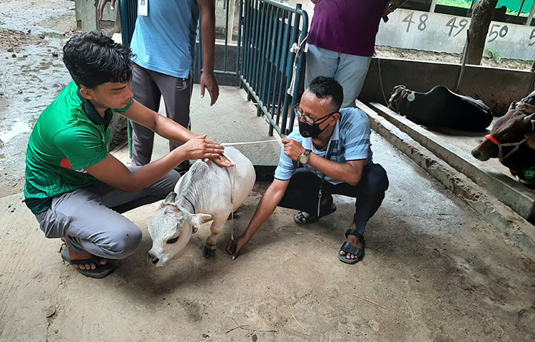 ভেটেরিনারি চিকিৎসক ডা. মোহাম্মদ আতিকুজ্জামান বলেন, আমি অনেকদিন থেকেই গরুটিকে নিবিড় পর্যবেক্ষণ করেছি। একজন পশু চিকিৎসক হিসেবে আমার যে পর্যবেক্ষণ তাতে এই গরু আর বাড়ার সম্ভাবনা নেই। ছবি: আল-মামুন