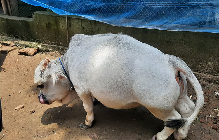 পরীক্ষা নিরীক্ষায় উত্তীর্ণ হলে বিশ্বে ছোট গরুর রেকর্ডে ভারতকে পেছনে ফেলবে বাংলাদেশ। ছবি: আল-মামুন