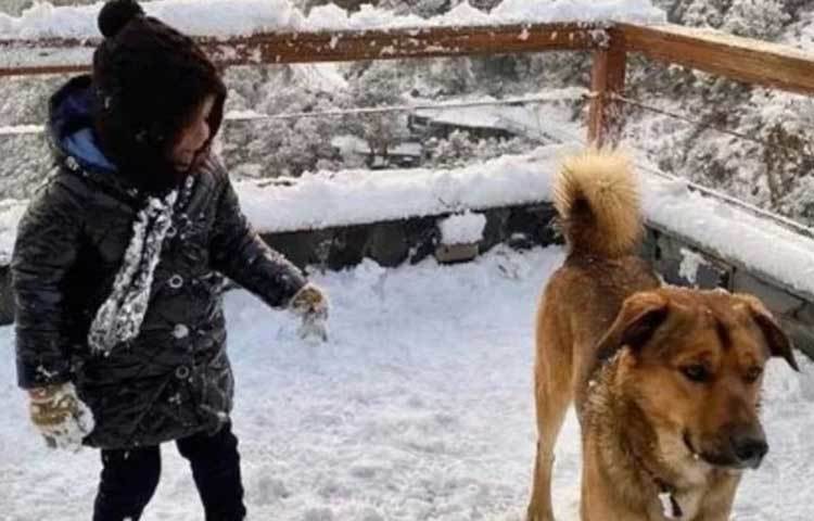 জিভা ধোনির ইনস্টাগ্রাম অ্যাকাউন্টে ছবিগুলো শেয়ার করা হয়েছে। সেখানে জিভা লিখেছে, বাবার সঙ্গে আমার প্রথম তুষারপাত দেখার অভিজ্ঞতা হল।