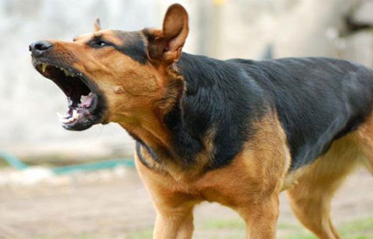 বাঁধনমুক্ত করুন পোষা প্রাণীদের। যাতে বিপদ বুঝলে ওরাও নিরাপদ স্থানে যেতে পারে।