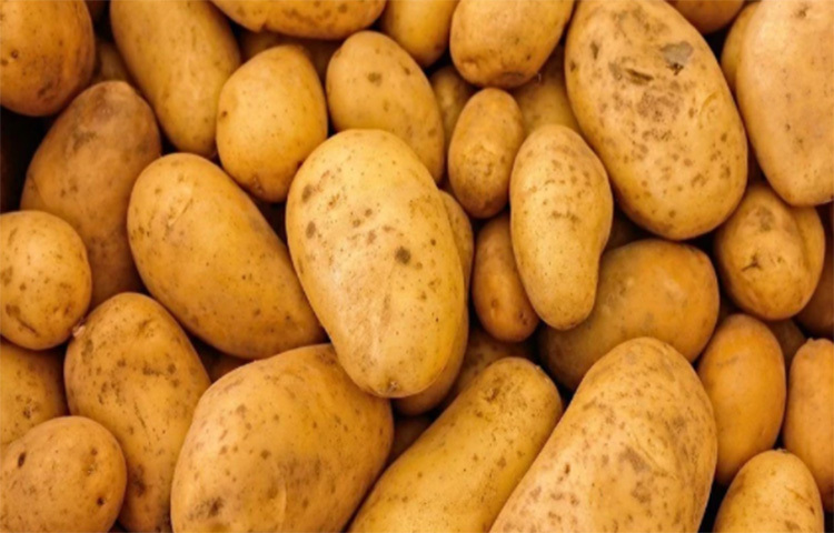 ১০০ গ্রাম আলুতে যেখানে আছে ১০০ ক্যালরি, সেখানে ১০০ গ্রাম চাল, আটায় রয়েছে ৩৪০ ক্যালরি। তার উপর আলুতে রয়েছে ক্লোরোজেনিক অ্যাসিড, যা সুগার কমাতে সাহায্য করে। কাজেই ইচ্ছে হলে অল্প পরিমাণে আলু খান, খোসাসহ বা অন্য সবজির সঙ্গে মিশিয়ে খান। ছবি: সংগৃহীত