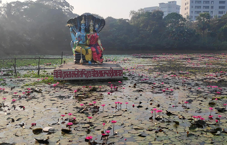 রাজধানীর রমনা কালীমন্দির সংলগ্ন পুকুরে চোখজুড়ানো শাপলা ফুল ফুটেছে। ছবি: জাগো নিউজ