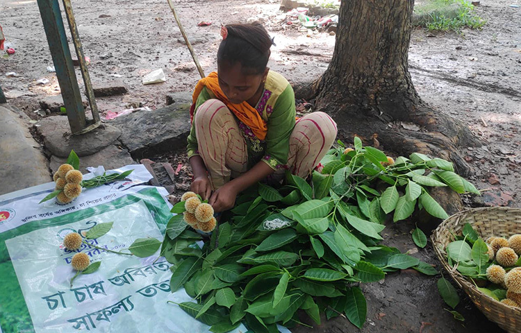 রাজধানীর সোহরাওয়ার্দী উদ্যানে বর্ষকাল আসার আগেই কদম ফুল ফুটেছে। এ ফুল সংগ্রহ করে বিক্রির জন্য প্রস্তুনি নিচ্ছে এই কিশোরী। ছবি: জাগো নিউজ