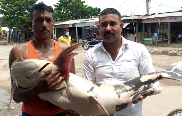 রাজবাড়ীর দৌলতদিয়া ফেরিঘাটের অদূরের পদ্মা ও যুমনা নদীর মোহনায় ধরা পড়েছে ২৫ কেজি ওজনের এক বাঘাইড়। আজ সকালে জেলে জাহিদ হালদারের জালে মাছটি ধরা পড়ে। ছবি: রুবেলুর রহমান