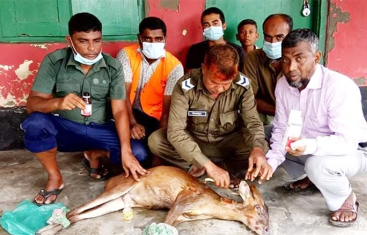 সুন্দরবন সংলগ্ন মোংলায় বাঘের আক্রমণে আহত হয়ে চলে আসা একটি হরিণকে উদ্ধার করেছে বন বিভাগ। প্রাথমিক চিকিৎসা দিয়ে এটিকে আবার ছেড়ে দেয়া হয়েছে বনে। আজ বৈদ্যমারি এলাকার দুলাল হাওলাদারের বাড়িতে চলে আসে হরিণটি। এরপর স্থানীয়রা বন বিভাগে খবর দেয়। ছবি: জাগো নিউজ