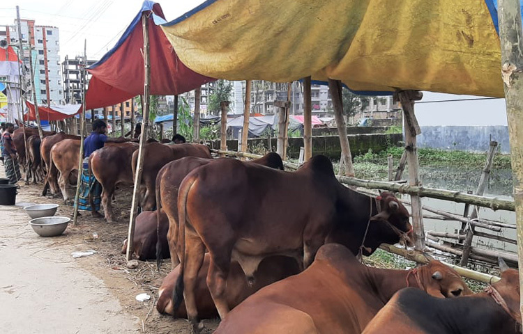রাজধানীর বিভিন্ন স্থানে পশুর হাটে গরু নিয়ে ক্রেতাদের অপেক্ষায় আছেন ব্যাপারিরা। ছবি: বিপ্লব দিক্ষিৎ