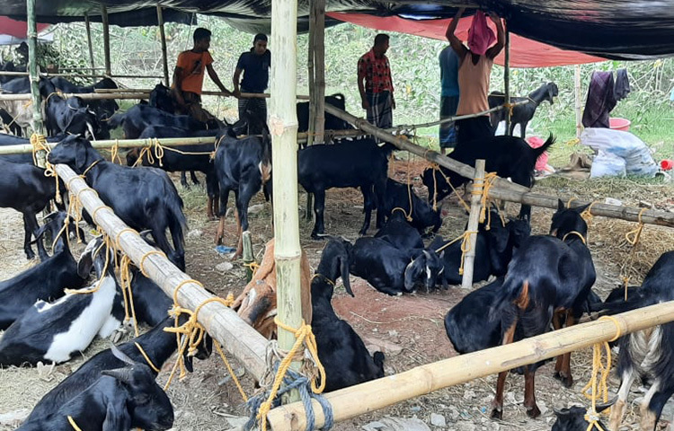 এবারের পশুর হাটে বিভিন্ন জাতের ছাগলও নিয়ে এসেছেন ব্যবসায়ীরা। তবে তাদের সাথে কথা বলে জানা গেছে গত বছরের চেয়ে অনেক কম ছাগল নিয়ে এসেছন তারা। ছবি: জাগো নিউজ