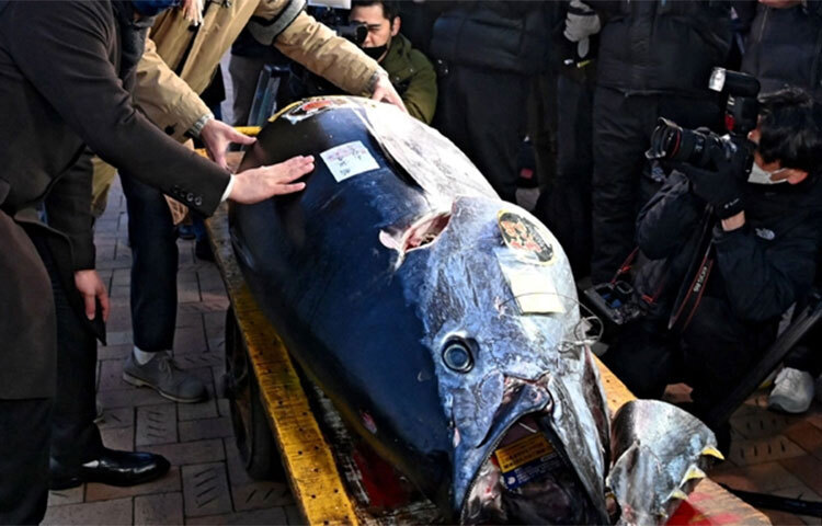 আকাশছোঁয়া দামের কারণে টুনা মাছ বরাবরই ‘কালো হীরা’ নামে পরিচিত। তার ওপর আকার হয়েছে বিশাল। সব মিলিয়ে নিলামে দৈত্যাকার সেই টুনা মাছটির দাম উঠেছে প্রায় তিন কোটি টাকা। যদিও টুনা মাছের অতীত রেকর্ডের তুলনায় এই দাম নিতান্তই কম। তবু এটিকে মহামারির মন্দাভাব কাটিয়ে ওঠার ইঙ্গিত বলেই মনে করছেন সংশ্লিষ্টরা। ছবি: সংগৃহীত