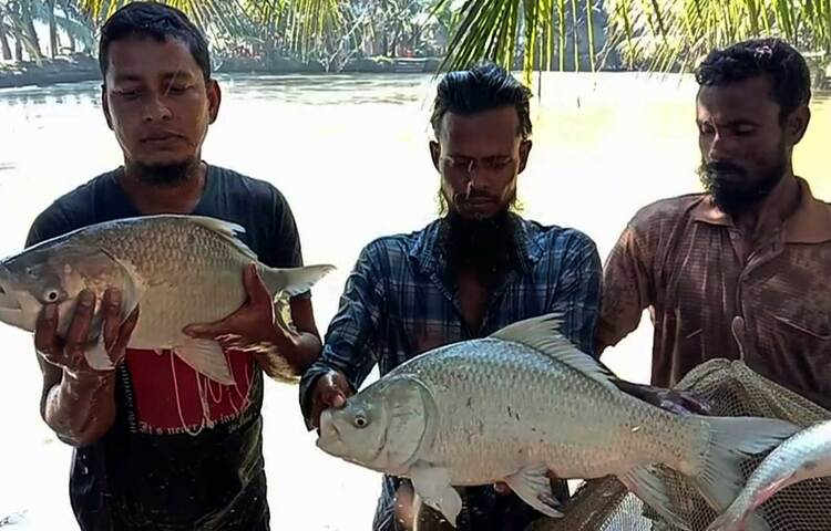 কার্পজাতীয় মাছ নিয়ে তিন বছরের গবেষণায় সফলতা পেয়েছেন পটুয়াখালী বিজ্ঞান ও প্রযুক্তি বিশ্ববিদ্যালয়ের একদল গবেষক। ৪০০ থেকে ৫০০ গ্রাম ওজনের কার্পজাতীয় মাছ পুকুরে মজুত করে আট মাসের মধ্যে আড়াই থেকে তিন কেজি ওজনে পরিণত করা হয়েছে। যেটা দক্ষিণাঞ্চলের চাষিদের জন্য ছিল অকল্পনীয়। ছবি: জাগো নিউজ