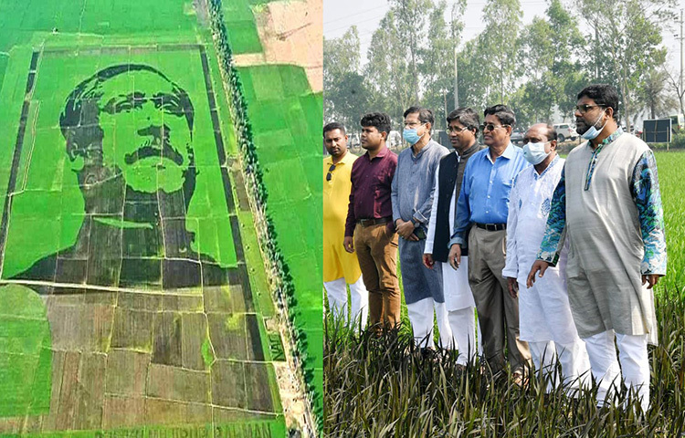 বগুড়ায় ‘শস্যচিত্রে বঙ্গবন্ধু’ শিল্পকর্ম পরিদর্শন করেছেন কৃষিমন্ত্রী আব্দুর রাজ্জাক। তিনি ‘শস্যচিত্রে বঙ্গবন্ধু জাতীয় পরিষদ’ প্রধান উপদেষ্টা। আজ বগুড়ার শেরপুর উপজেলার ভবানীপুর ইউনিয়নের বালেন্দা গ্রামের ফসলের ক্যানভাসে বিশ্বের সবচেয়ে বড় এ প্রতিকৃতি পরিদর্শন করেন তিনি। ছবি: জাগো নিউজ