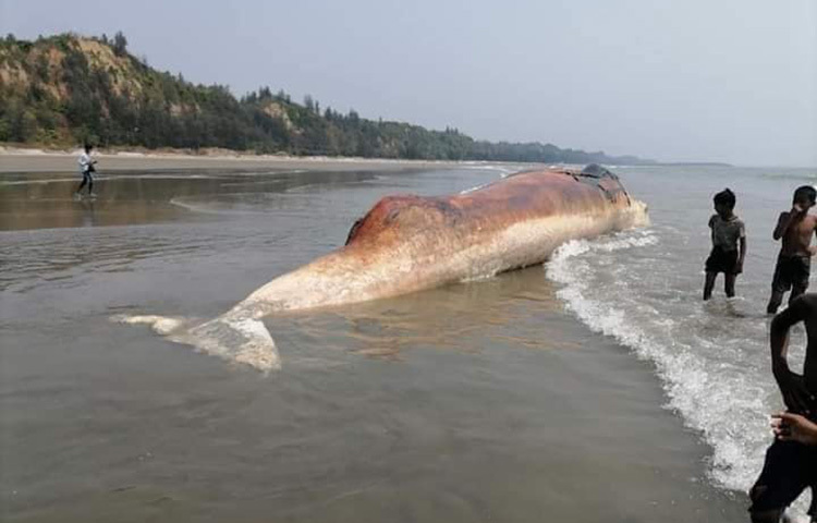 কক্সবাজারের হিমছড়ি পয়েন্টে ঢেউয়ে ভেসে এসেছে একটি বড় মৃত তিমি। তবে এটির মৃত্যুর কারণ এখন পর্যন্ত জানা যায়নি। আজ দুপুর ১টায় স্থানীয়রা সাগরের পানিতে ভাসমান তিমিটিকে দেখতে পান। ছবি: জাগো নিউজ