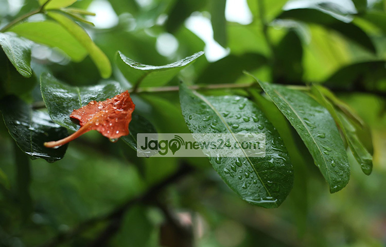 বৃষ্টির পরশে স্নিগ্ধ হয়েছে পাতাদের রূপ। ছবি: মাহবুব আলম