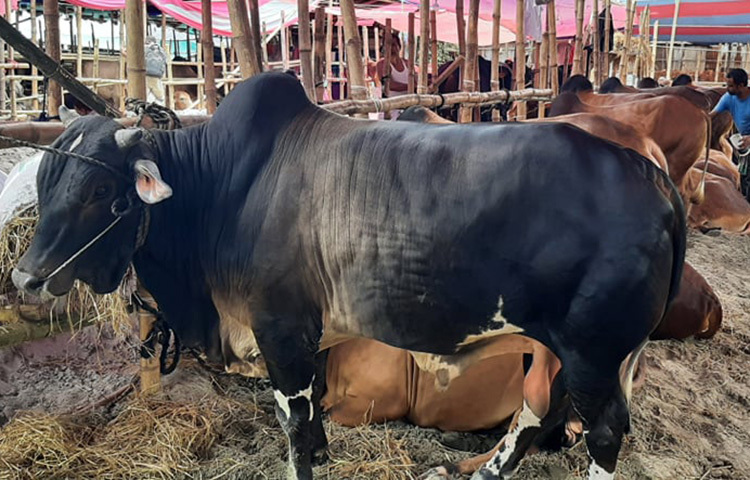 রাজধানীর গাবতলীর গরুর হাটে দেশের বিভিন্ন স্থান থেকে গরু নিয়ে আসছেন ব্যবসায়ীরা। ধীরে ধীরে জমে উঠছে রাজধানীর বিভিন্ন স্থানের গরুর হাট। ছবি: জাগো নিউজ