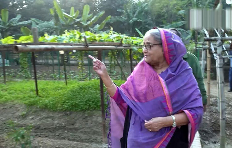 গণভবনের বিশাল আঙিনায় হাঁস-মুরগি, কবুতর, গরু পালনের পাশাপাশি বিভিন্ন ধরনের ধান, শাক-সবজি, ফুল-ফল, মধু ও মাছ চাষ করছেন এ দেশের মাটি ও মানুষের সঙ্গে বেড়ে ওঠা বঙ্গবন্ধুকন্যা শেখ হাসিনা। তিল-সরিষার মতো পেঁয়াজও চাষ করেছেন তিনি। ছবি: সংগৃহীত