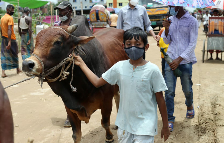 রাজধানীর আফতাবনগরের গরুর হাট থেকে পরিবারের বড় সদস্যদের সাথে এসে গরু কিনে নিয়ে যাচ্ছে এ শিশুটি। ছবি: সংগৃহীত