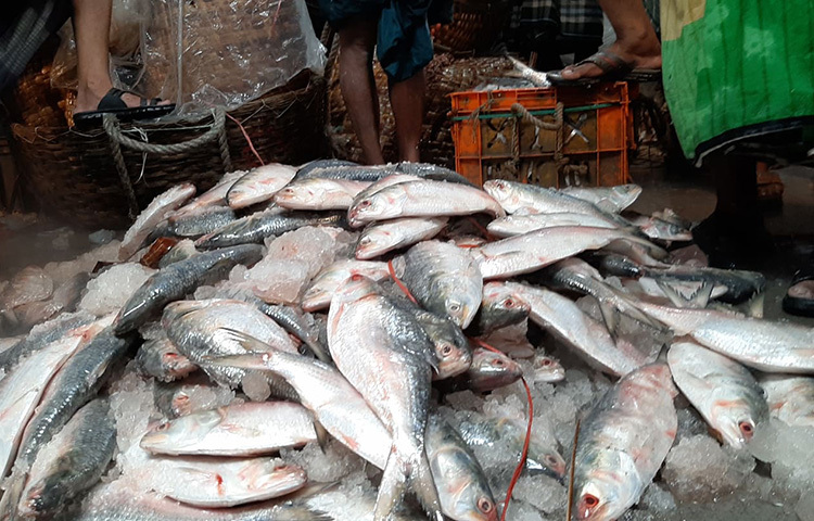 রাজধানীর বিভিন্ন এলাকার বাজারে প্রচুর ইলিশ মাছ পাওয়া যাচ্ছে। এখন ইলিশ মাছ দামেও অনেক কম। ছবি: বিপ্লব দিক্ষিৎ