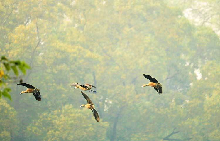 দর্শনার্থীর আনাগোনা কম থাকায় এবার জাহাঙ্গীরনগর বিশ্ববিদ্যালয়ে অতিথি পাখির সংখ্যা বেড়েছে। শীতের এ মৌসুমে ক্যাম্পাসে ১২ প্রজাতির সাত হাজারের বেশি অতিথি পাখি এসেছে। যা বিগত দুই দশকে সর্বোচ্চ বলে জানিয়েছেন সংশ্লিষ্টরা। ছবি: জাগো নিউজ