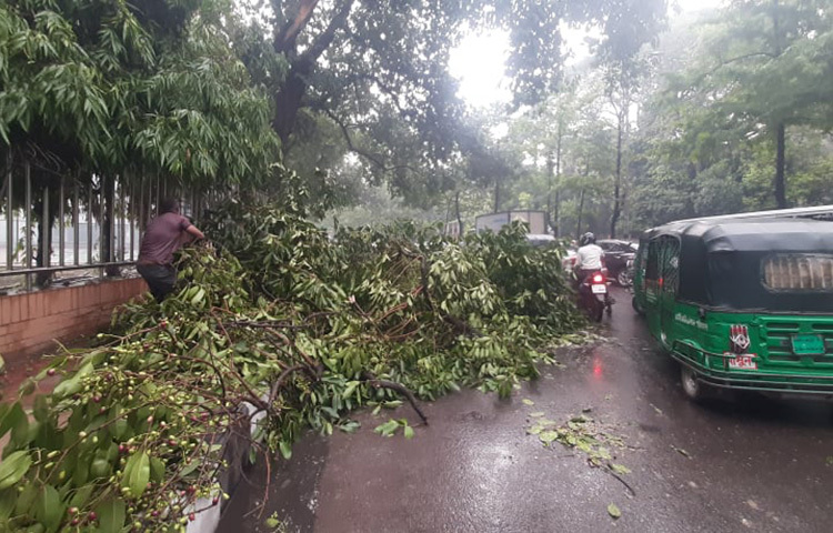 আজ দুপুরের দিকে দিকে রাজধানীতে ঝোড়ো বাতাস ও বৃষ্টি হয়েছে। এতে কয়েকটি সড়কের পাশের গাছ ভেঙে পড়েছে। ছবি: বিপ্লব দিক্ষিৎ