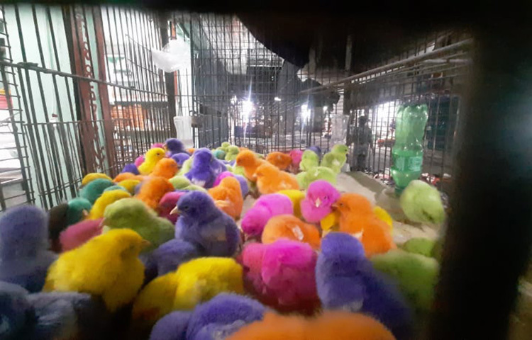 রাজধানীর বিভিন্ন স্থানে আকর্ষণীয় বর্ণিল মুরগির ছানা বিক্রি হচ্ছে। ঈদ সামনে রেখে একশ্রেণির ব্যবসায়ী ক্রেতাদের আকৃষ্ট করতে, বিশেষ করে শিশুদের নজরে আনতে মুরগির ছানাকে বিভিন্ন রঙ করে দোকানে দোকানে সরবরাহ করছে। ছবি: জাগো নিউজ