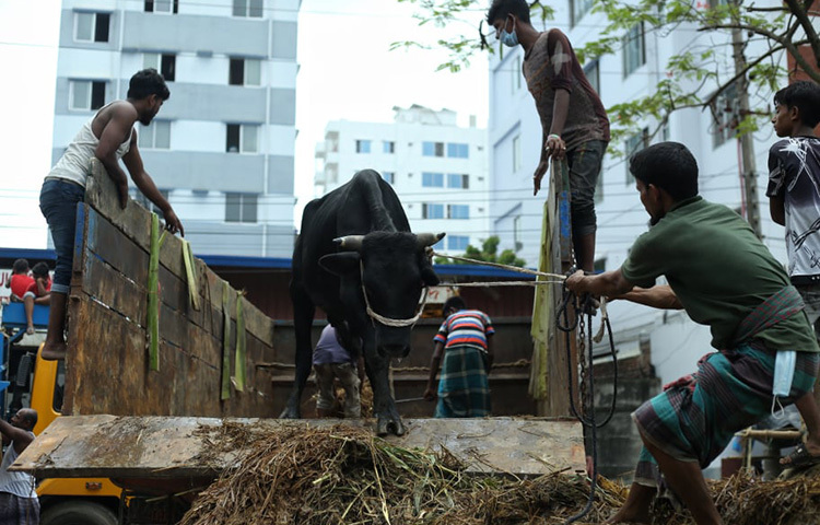 দেশের বিভিন্ন জেলা থেকে রাজধানীর পশুর হাটে ট্রাকে করে গরু আসছে। ছবি: মাহবুব আলম